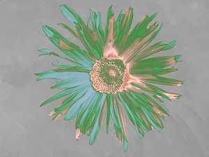 Abstract Multi-coloured Daisy Flower