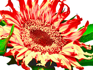 Orange Abstract Sunflower