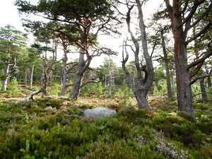 Scottish Highlands Mystical Pine Woodland 