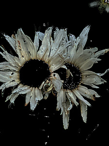 Abstract Daisy Duo in Silver