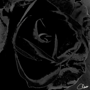 Abstract Black Rose