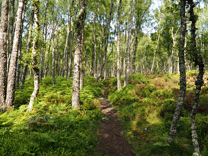 Scottish Highlands Ferns Trail                                                                                                                 