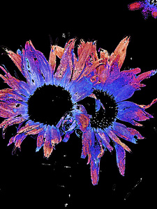 Abstract Daisy Duo in Blue and Orange 