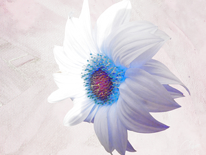 Delicate White Sunflower on  a Pale Abstract Background