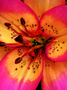 Abstract Close Up Lily Flower
