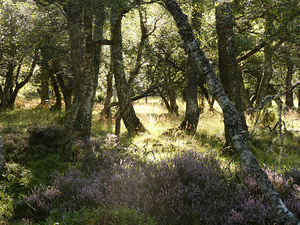 Forest Sunlight in the Scottish Highlands