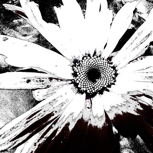 Abstract Monochrome Daisy Close Up