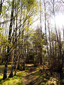 Scottish Highlands Birch Forest Sun                                                                                                                     