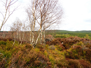  Spring Nature Landscape in the Scottish Highlands                                                                                                                    