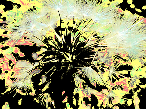 Energetic Abstract Dandelion Seeds