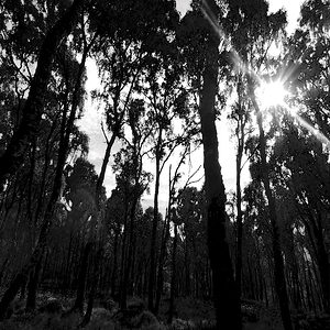 Impressionistic Dark Forest