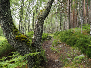 Birch Guardian in the Scottish Highlands                                                                                                                      