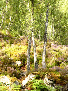 Summer in the Scottish Highlands