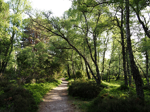  May Birch Forest Trail in the Scottish Highlands                                                                                                                    