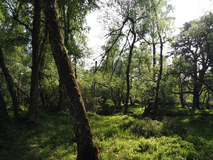  Sunlight Forest in the Scottish Highlands                                                                                                                    
