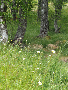  Daises and the Birch Grove                                                                                                                     