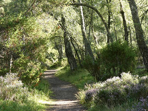 Summers Birch Tree Forest in the Scottish Highlands