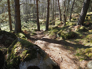   Scottish Highlands Spring Sunlight                                                                                                                   