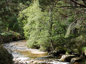 Scottish Highlands Stream
