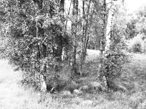 Monochrome Birch Gathering                                                                                                                     