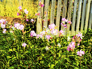 Vibrant  Wildflowers  by a Rustic Fence                                                                                            