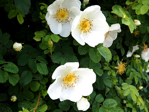 Scottish Highlands White Dog Rose                                                                                                                     