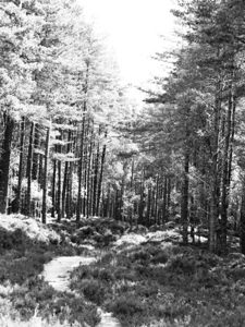 Springs Path through the Scottish Highlands                                                                                                                     