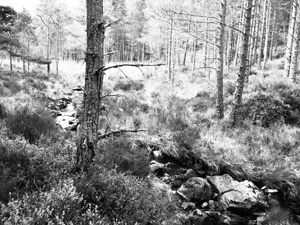 Springs Scottish Monochrome Forest                                                                                                                     