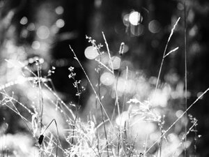  Black and White Nature Bokeh                                                                                                                  