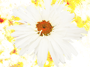 Abstract White Daisy Orange Centre