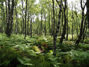 Springs Happiness through the Scottish Highlands                                                                                                                     