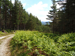 Pine and Fern Trail through the Scottish Highlands                                                                                                                     