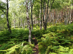  Springs Forest Path through the Scottish Highlands                                                                                                                    