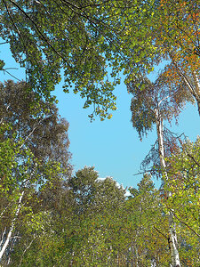 Scottish Highlands Birch Tree  Canopy                                                                                                 