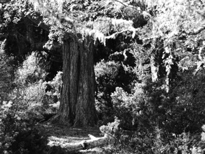 Pine Tree in Black and White