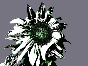 Abstract Arty Monochrome Sunflower
