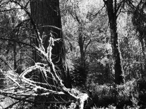 Scottish Highlands Monochrome with Lichen 