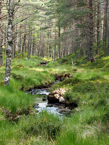 Natures Spring Burn in the Scottish Highlands                                                                                                                    