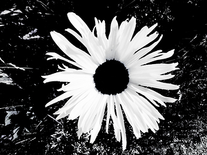 Abstract Black and White Daisy