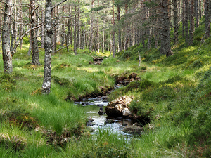 Springs Burn through the Scottish Highlands                                                                                                                     