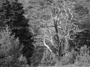 Scottish Highlands Monochrome Tree Frame
