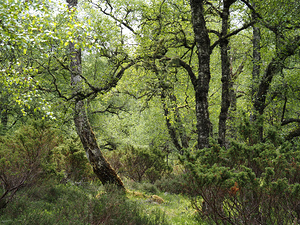  May Joy In The Scottish Highlands                                                                                                                     