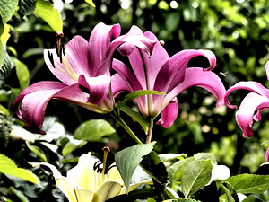 Vibrant Pink Flowering Lilies                                                                                                                     