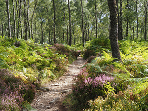 Scottish Highlands Fern Woods                                                                                                                      