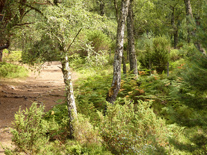Scottish Highlands Spring Woodland Path