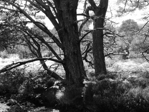 Black and White Pine Dreams