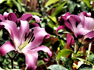  Pink Vibrant Lilies                                                                                                                    