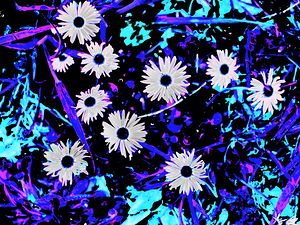  Vibrant Abstract Neon Daises                                                                                                                    
