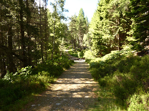 Impressionistic Scottish Highlands Summer Trail