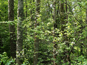 Natures Lush Green Forest View                                                                                                                      